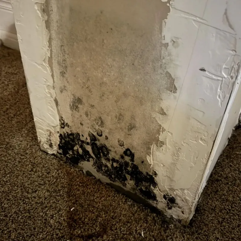 Professional Mold Removal in Gordonsville, VA